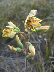 Thelymitra villosa
