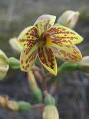 Thelymitra villosa