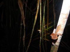 Polypedates colletti