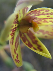 Thelymitra villosa