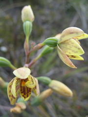 Thelymitra villosa