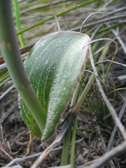 Thelymitra villosa