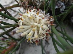 Petrophile longifolia