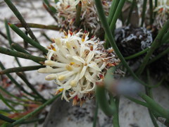 Petrophile longifolia