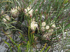 Petrophile longifolia