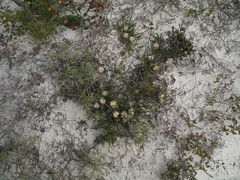 Petrophile longifolia