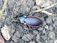 Carabus violaceus aurolimbatus