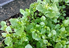Chrysosplenium oppositifolium