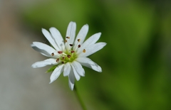 Stellaria soongorica