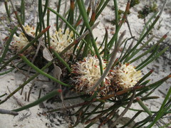 Petrophile longifolia