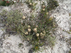 Petrophile longifolia