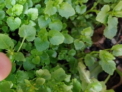 Chrysosplenium oppositifolium