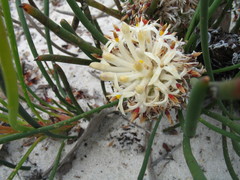 Petrophile longifolia