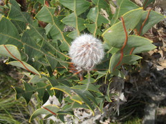 Banksia baxteri