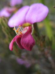 Gompholobium glabristylum