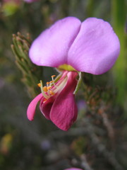 Gompholobium glabristylum