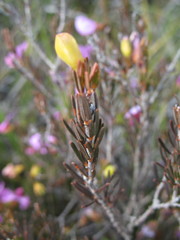 Gompholobium glabristylum