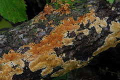 Steccherinum robustius