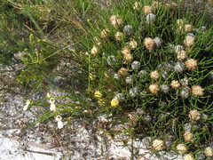 Petrophile longifolia