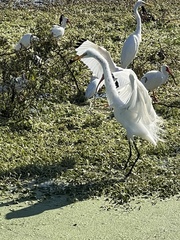 Ardea alba