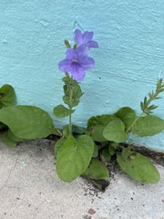 Ruellia ciliatiflora