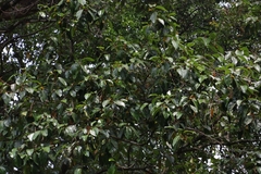 Artocarpus hirsutus