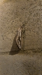 Abantiades labyrinthicus