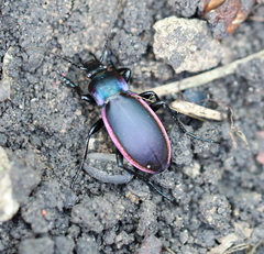 Carabus violaceus aurolimbatus
