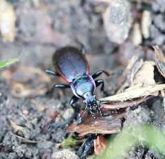 Carabus violaceus aurolimbatus
