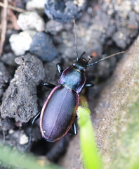 Carabus violaceus aurolimbatus