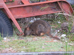 Thylogale billardierii