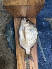 Archosargus rhomboidalis