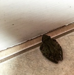 Pseudacris streckeri