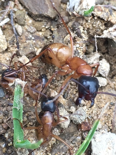 Camponotus semitestaceus photo 5
