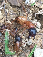 Camponotus semitestaceus