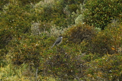 Pyrope pyrope pyrope