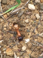 Camponotus semitestaceus