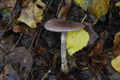 Calocybe ionides