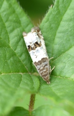 Notocelia trimaculana