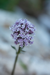 Valeriana dubia