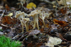 Craterellus sinuosus