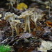 Sinuous Chanterelle - Photo (c) redairs, some rights reserved (CC BY-NC)