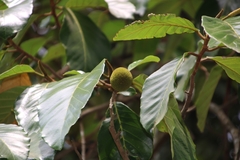 Artocarpus hirsutus