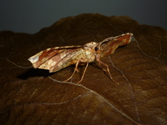 Belonoptera