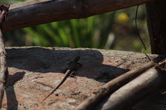 Aspidoscelis lineattissimus