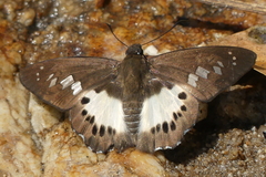 Seseria strigata
