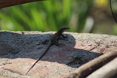 Aspidoscelis lineattissimus