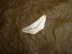 Arcobara tergeminaria