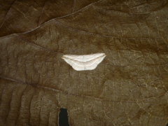 Arcobara tergeminaria