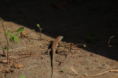 Aspidoscelis lineattissimus